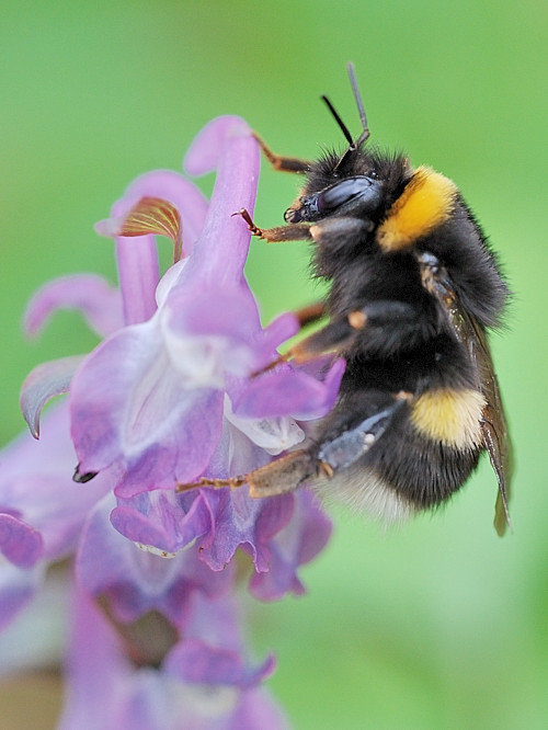 čmeľ zemný Bombus terrestris