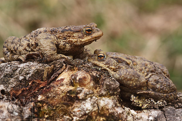 ropucha bradavičnatá Bufo bufo