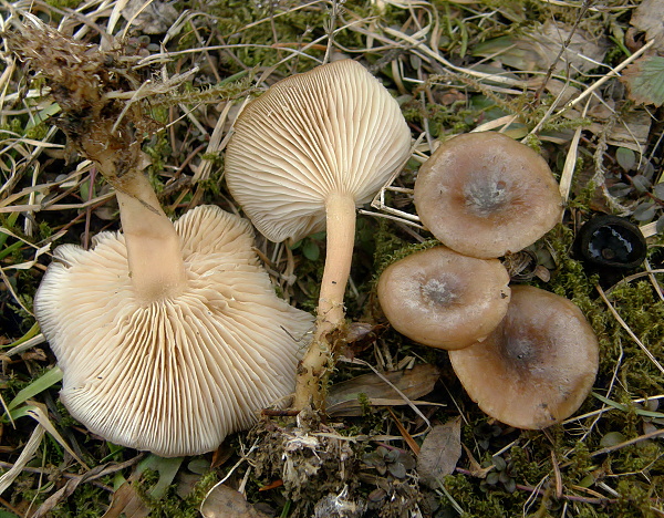 strmuľka Clitocybe radicellata Gillet