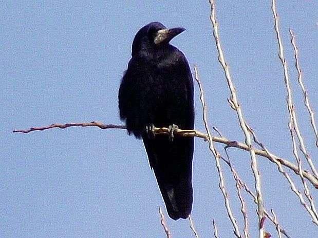 havran čierny Corvus frugilegus