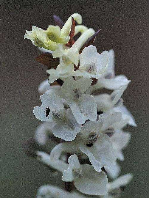 chochlačka dutá  Corydalis cava (L.) Schweigg. et Körte