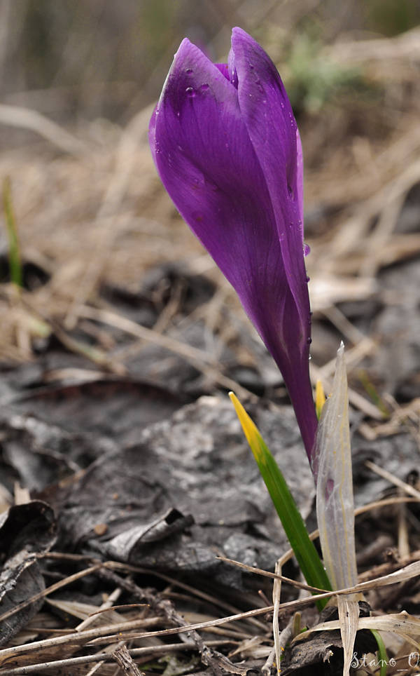 šafran karpatský Crocus heuffelianus Herb.