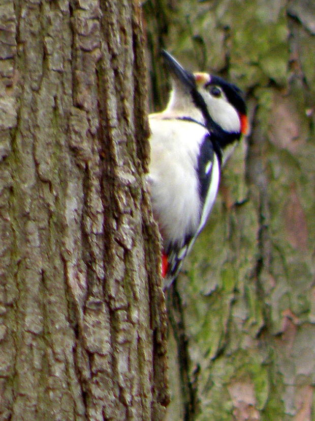 ďateľ veľký  Dendrocopos major