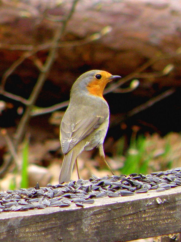 slávik červienka Erithacus rubecula