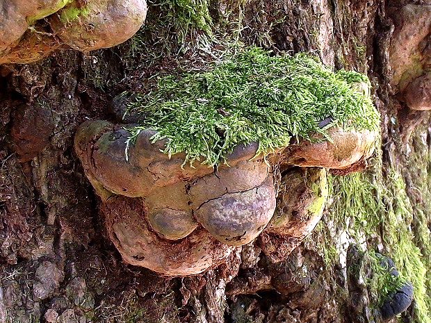 ohňovec mohutný Fomitiporia robusta (P. Karst.) Fiasson & Niemelä