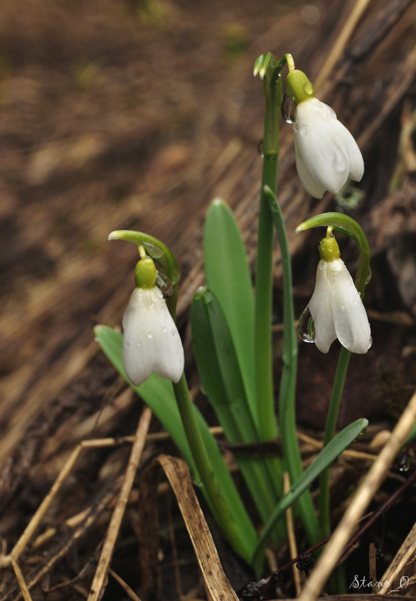 snežienka jarná Galanthus nivalis L.