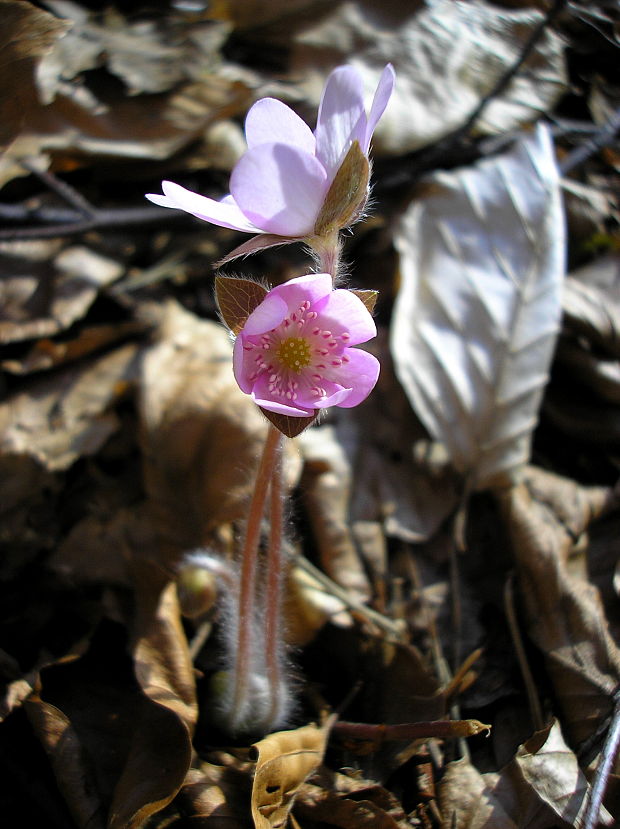 pečeňovník trojlaločný Hepatica nobilis Schreb.