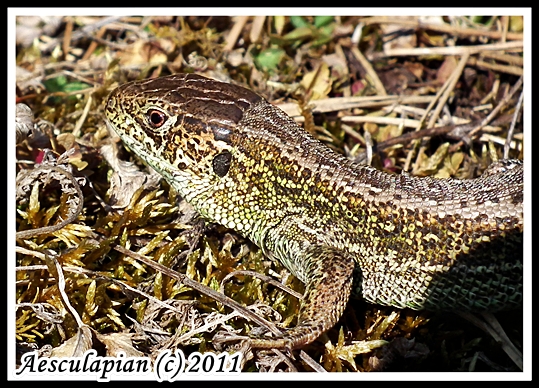 jašterica krátkohlavá Lacerta agilis