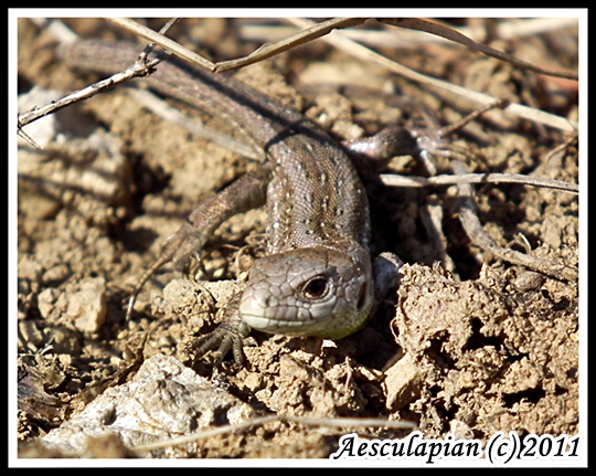 jašterica krátkohlavá Lacerta agilis