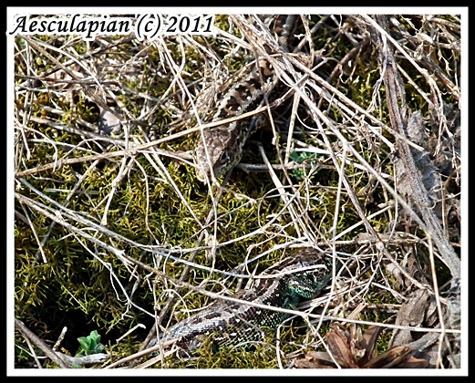 jašterica krátkohlavá Lacerta agilis