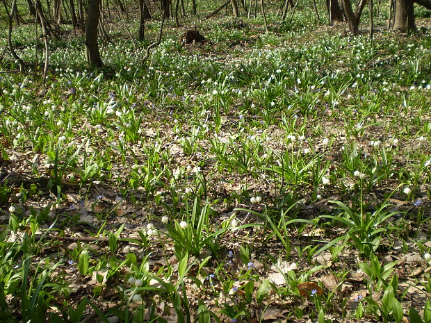 bleduľa jarná karpatská Leucojum vernum subsp. carpaticum (Spring) O. Schwarz