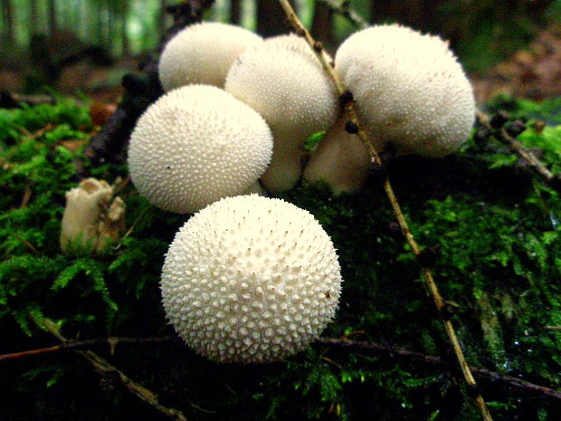 prášnica bradavičnatá Lycoperdon perlatum Pers.