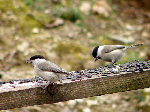 sýkorka lesklohlavá Parus palustris