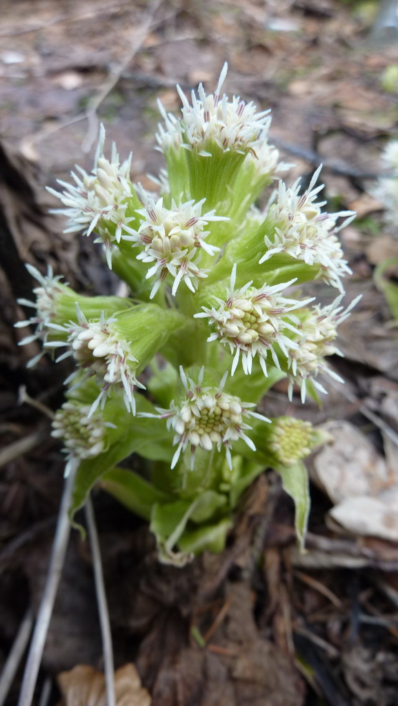 deväťsil biely / devětsil bílý Petasites albus (L.) P. Gaertn.