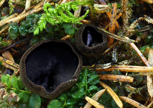 misôčka černastá Pseudoplectania nigrella (Pers.) Fuckel