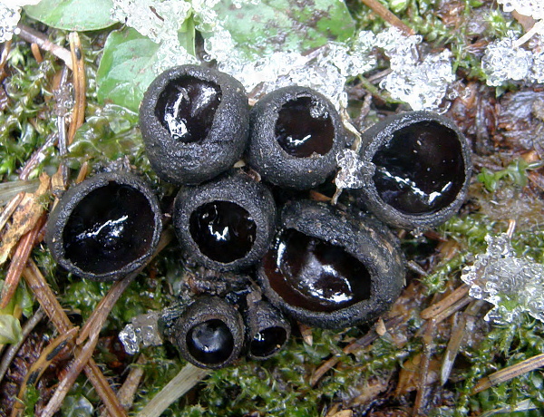 misôčka černastá Pseudoplectania nigrella (Pers.) Fuckel