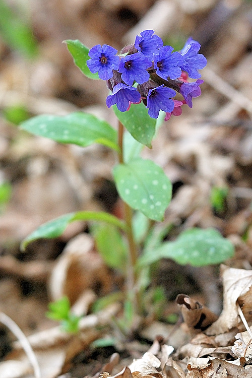 pľúcnik lekársky Pulmonaria officinalis L.