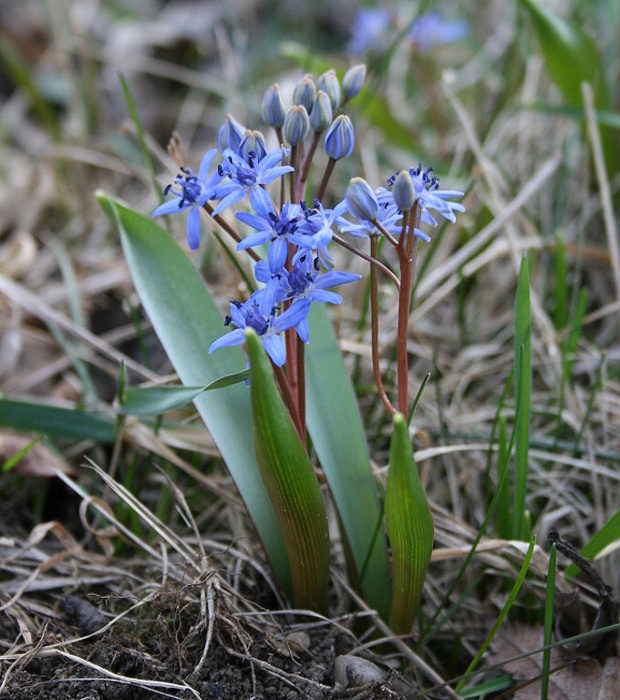 scila viedenská Scilla vindobonensis Speta