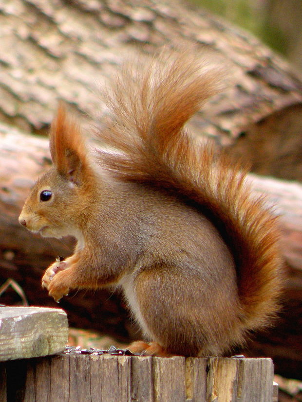 veverica stromová  Sciurus vulgaris