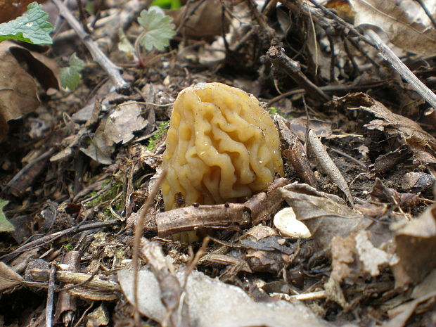 smrčkovec český Verpa bohemica (Krombh.) J. Schröt.