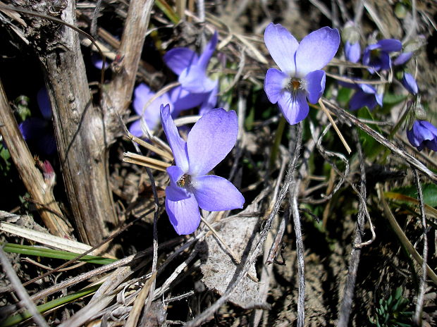 fialka kopcová Viola collina Besser