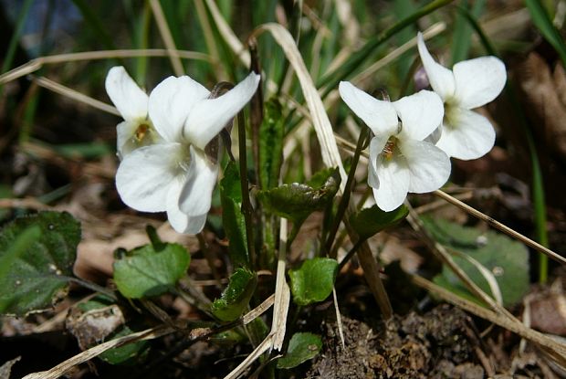 fialka voňavá Viola odorata L.