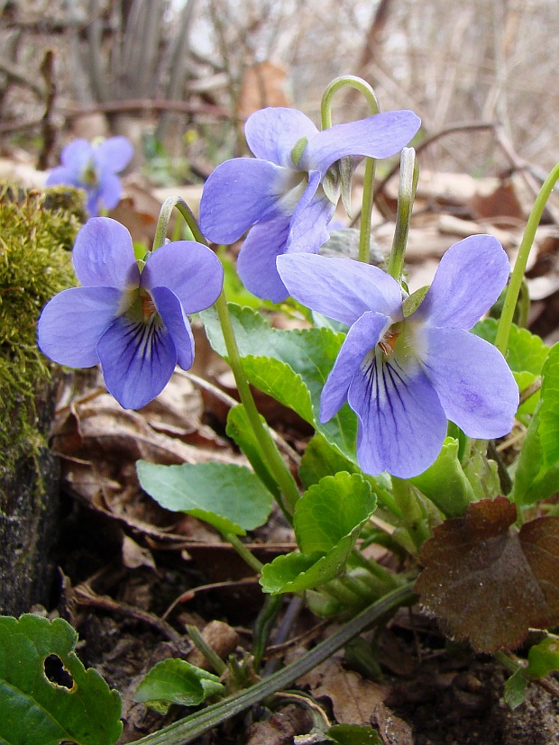 fialka rivinova Viola riviniana Rchb.