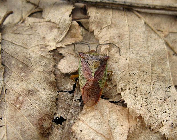 bzdocha stromová  (Acanthosoma haemorrhoidale Linnaeus, 1758)