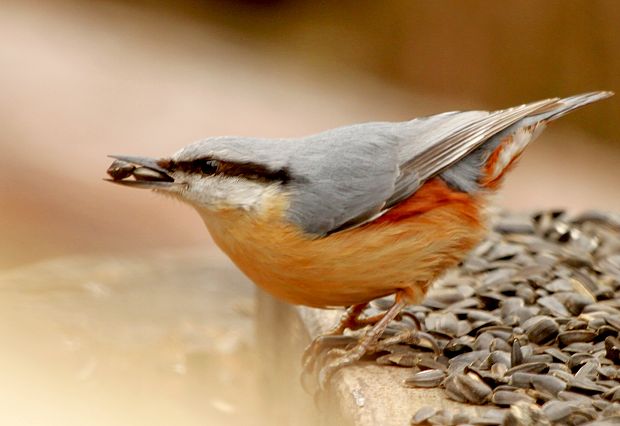 Brhlík lesný (Sitta europaea)