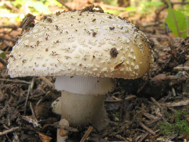 muchotrávka hrubá Amanita excelsa (Fr.) Bertill.