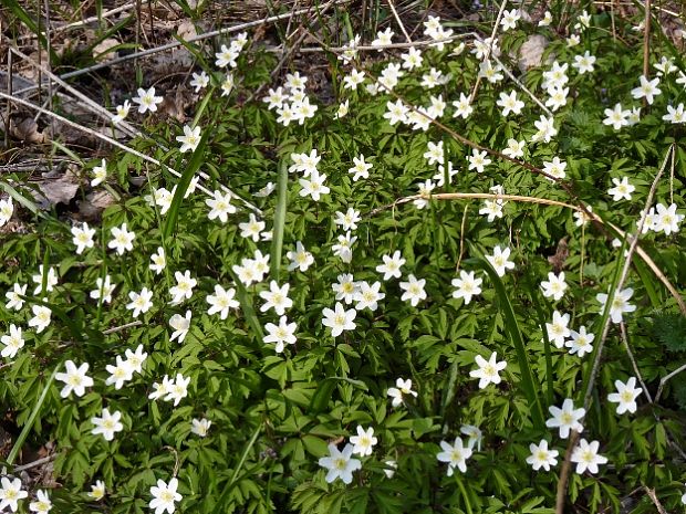 veternica hájna Anemone nemorosa L.