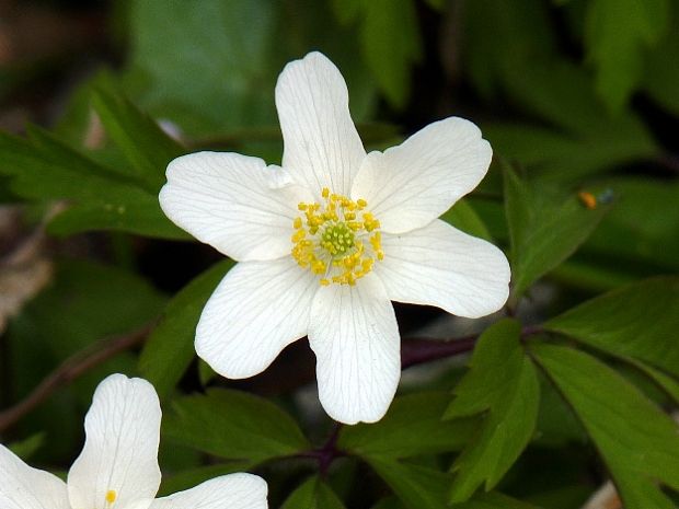 veternica hájna Anemone nemorosa L.