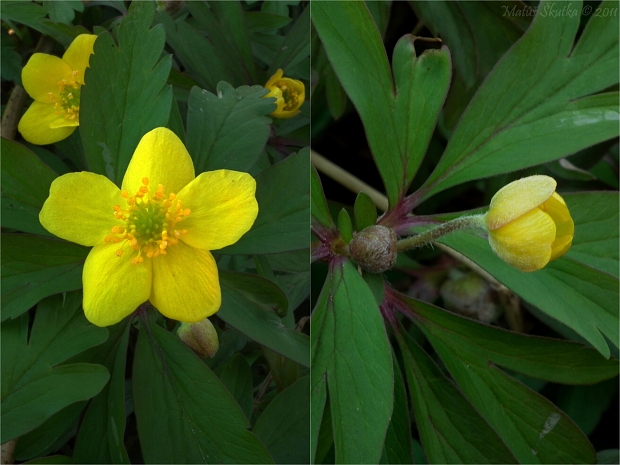 veternica iskerníkovitá Anemone ranunculoides L.