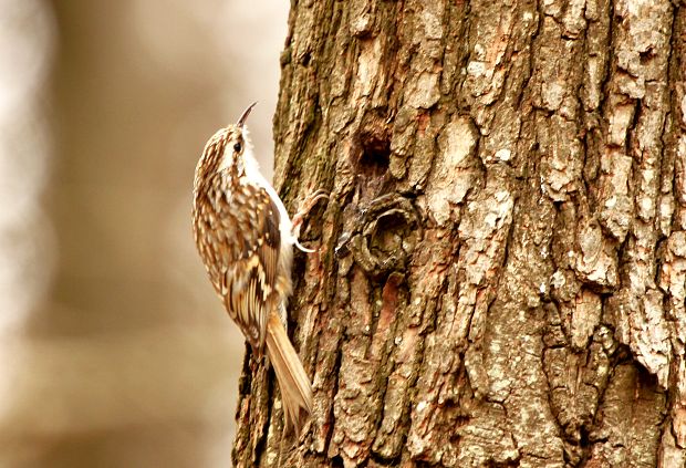 Kôrovník dlhoprstý Certhia familiaris