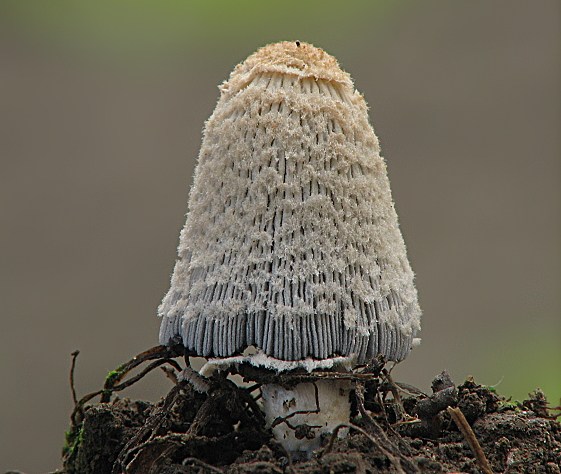 hnojník vločkatý Coprinellus flocculosus (DC.) Vilgalys, Hopple & Jacq. Johnson