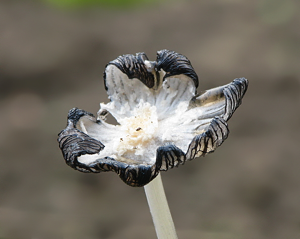 hnojník vločkatý Coprinellus flocculosus (DC.) Vilgalys, Hopple & Jacq. Johnson