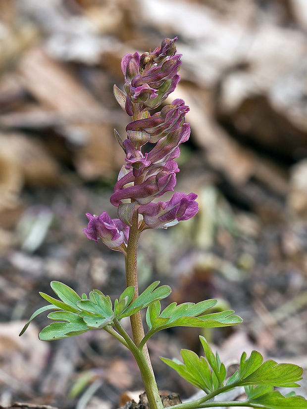 chochlačka dutá Corydalis cava (L.) Schweigg. et Körte