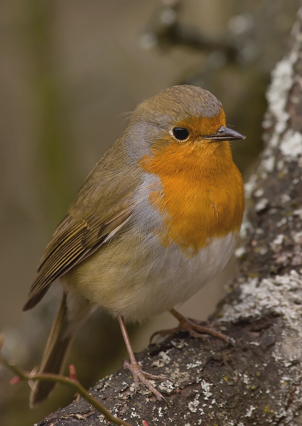 červienka obyčajná Erithacus rubecula