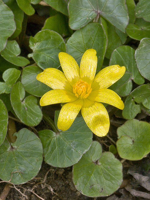 blyskáč cibuľkatý Ficaria bulbifera Holub