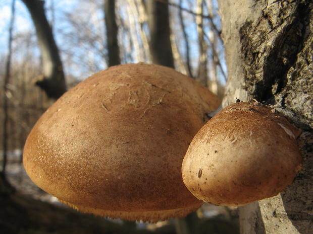 brezovník obyčajný Fomitopsis betulina (Bull.) B.K. Cui, M.L. Han & Y.C. Dai