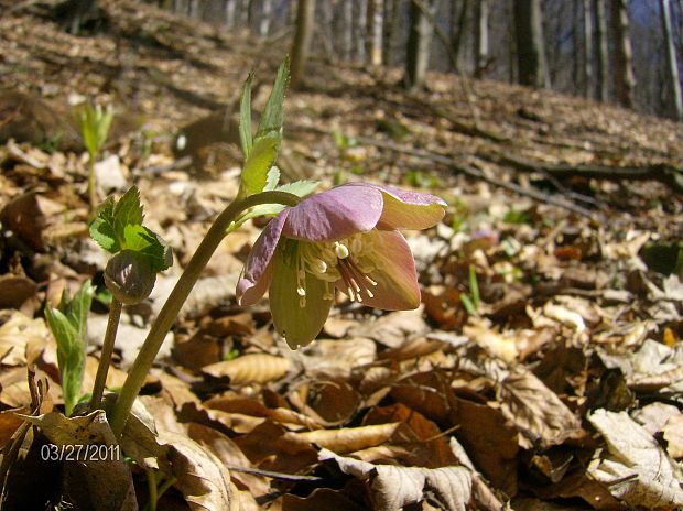 čemerica purpurová Helleborus purpurascens Waldst. et Kit.