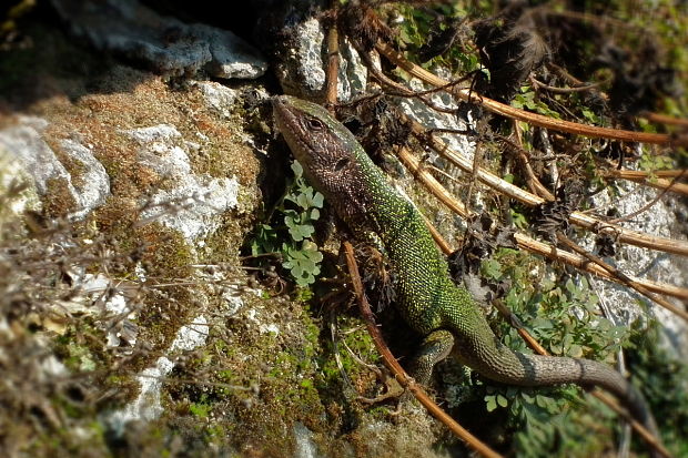 jašterica zelená  Lacerta viridis