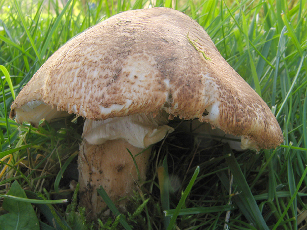 bedlička ??? Lepiota sp.