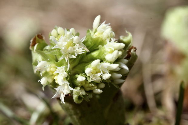 deväťsil biely Petasites albus (L.) P. Gaertn.