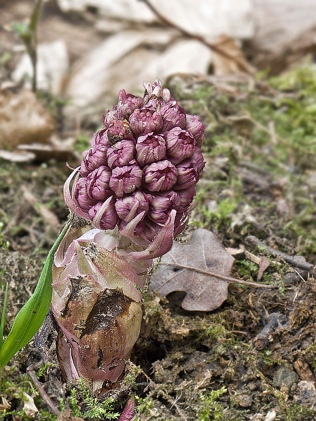 deväťsil lekársky Petasites hybridus (L.) P. Gaertn., B. Mey. et Scherb.