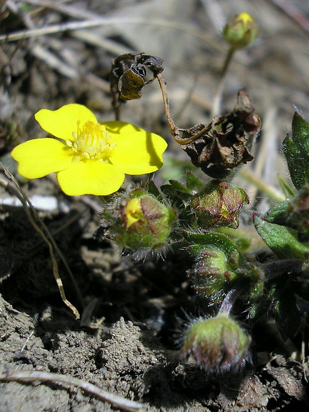 nátržník piesočný Potentilla arenaria Borkh.