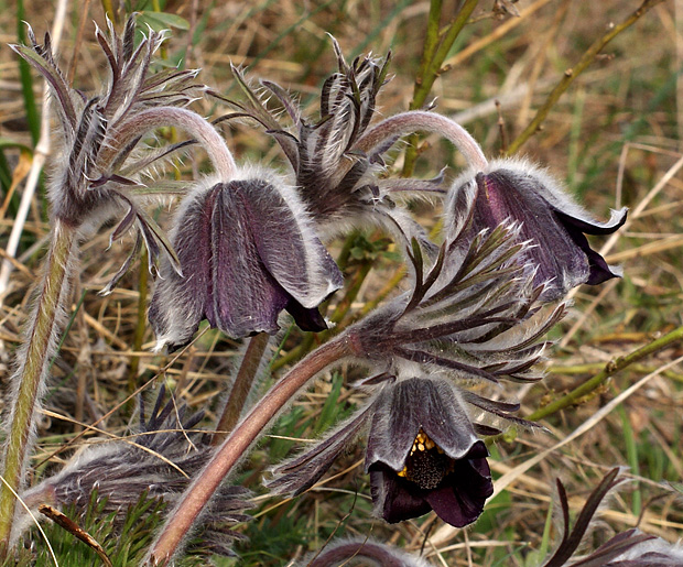 poniklec lúčny český Pulsatilla pratensis subsp. bohemica Skalický