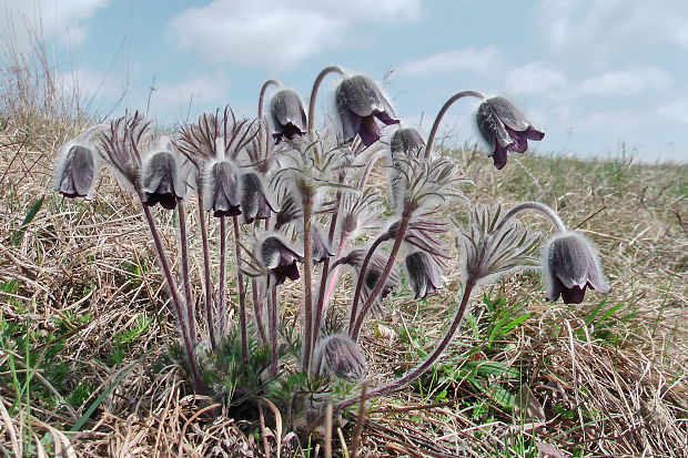 poniklec lúčny český Pulsatilla pratensis subsp. bohemica Skalický