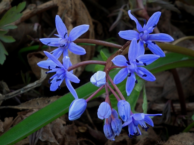 scila dvojlistá Scilla bifolia agg. L.