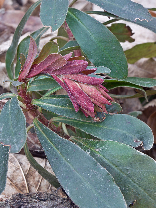 mliečnik mandľolistý Tithymalus amygdaloides (L.) Hill